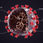 Covid 19 Virus Structure Diagram Coronavirus Sars Cov 2019 Ncov Virus Sheme Sliced Model Rna Shut