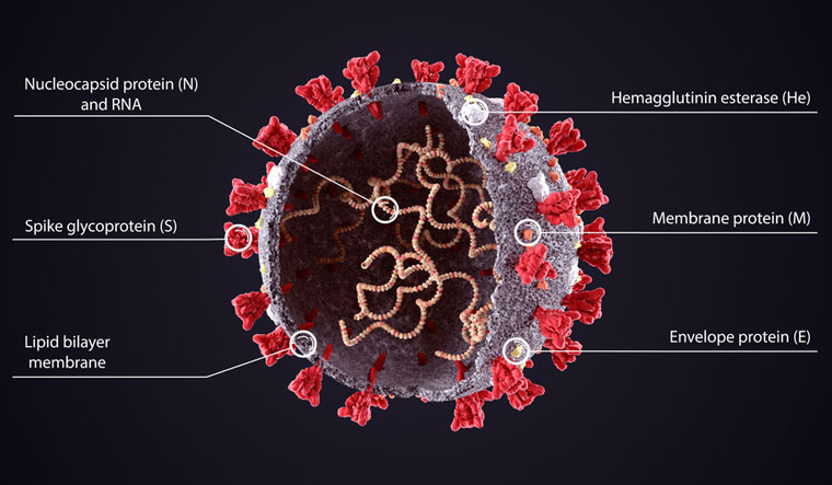 Covid 19 Virus Structure Diagram Coronavirus Sars Cov 2019 Ncov Virus Sheme Sliced Model Rna Shut