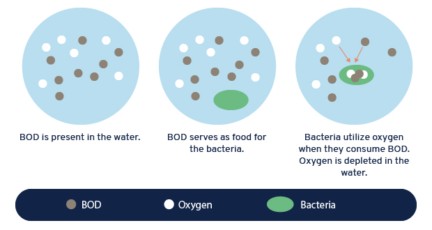 Bod Oxygen Bacteria Diagram Jpg