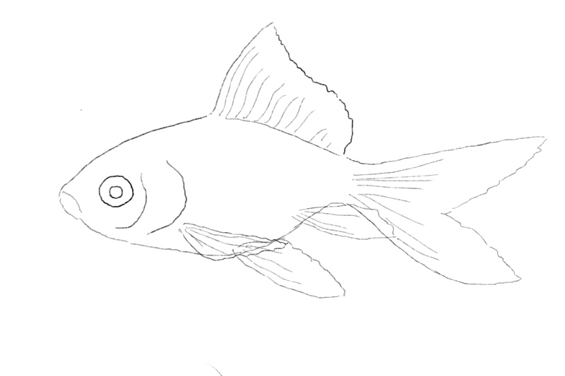 61d3165b24bbfb3454ee286a Fish Outline