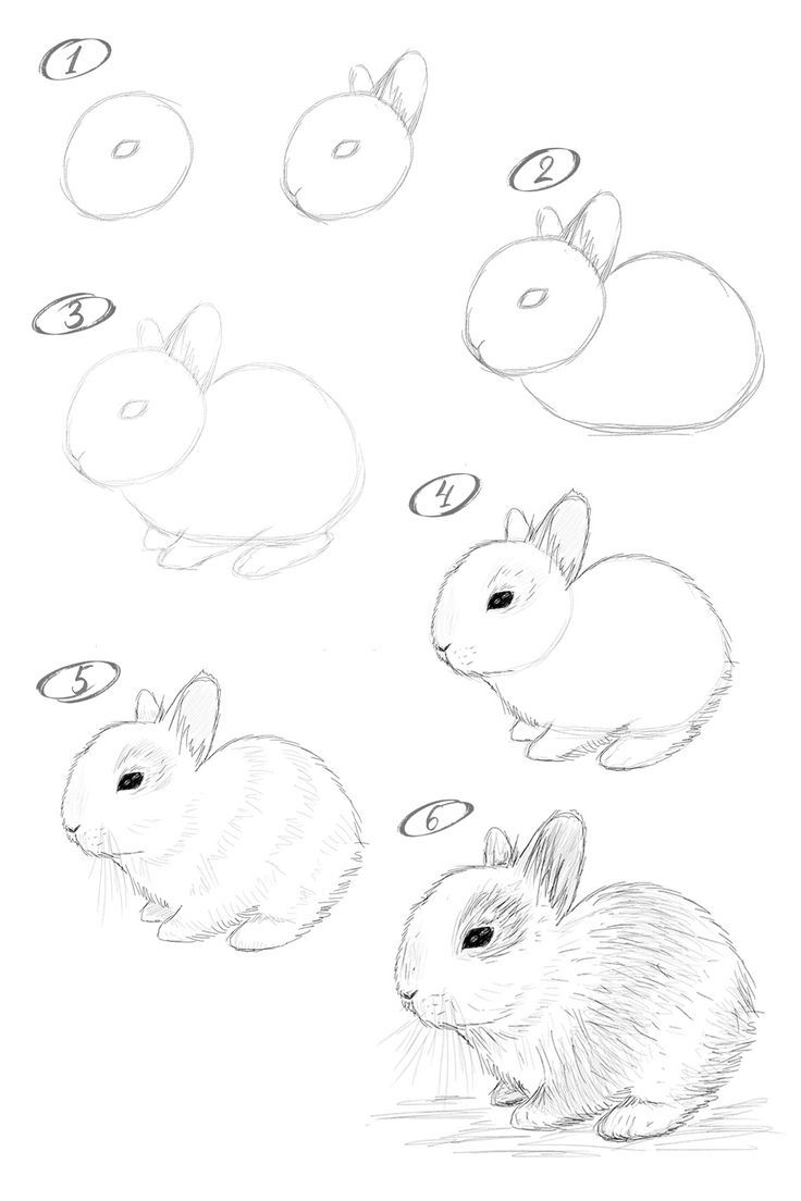 Rabbit Drawing6