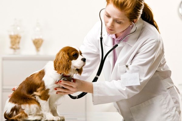 Bachelor of Veterinary Science & Animal Husbandry - Careerguide