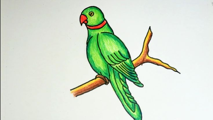 How to Draw a Parrot - HelloArtsy
