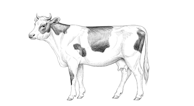 Cow3