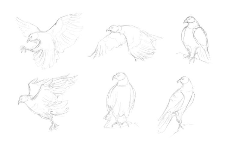 Bird drawings · Sketch a Day