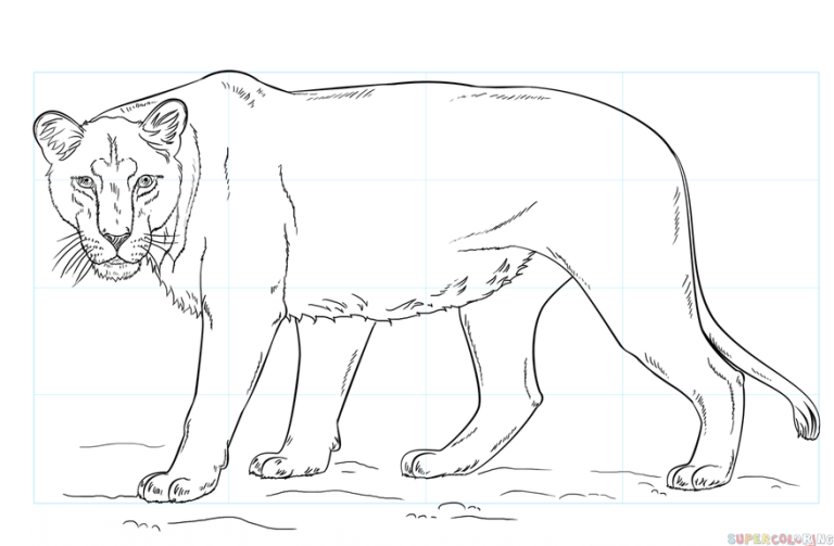 Lioness 0 How To Draw