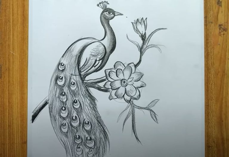 Easy Peacock Scenery Drawing || How to Draw Peacock Step by Step || Peacock  Drawing Tutorial.. | Peacock drawing, Peacock drawing images, Art drawings  for kids