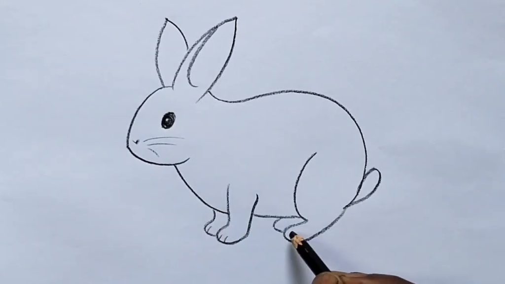 Rabbit Drawing : A Guide to Rabbit Drawing - CareerGuide