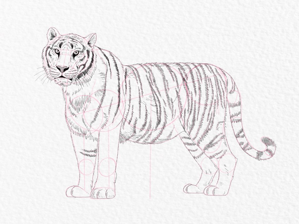 Bengal Tiger And White Tiger Cartoon Realistic Drawing Style Png And Eps,  Car Drawing, Cartoon Drawing, Wing Drawing PNG and Vector with Transparent  Background for Free Download