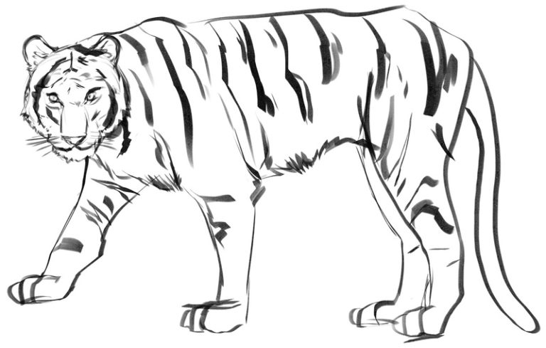 Walking Tiger (2021) - Original Drawing - The Art of Aaron Blaise