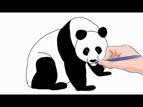 Panda Drawing2