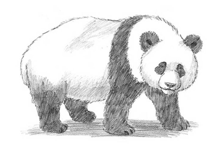 Panda Drawing5