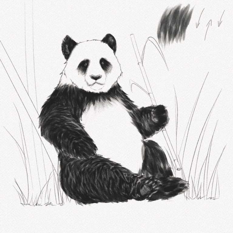 Panda Drawing7