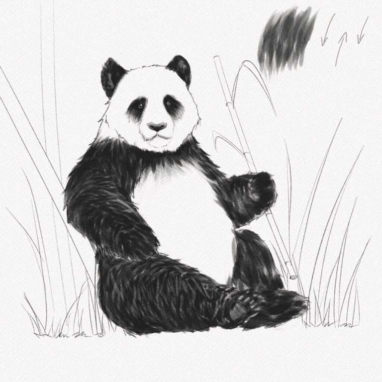 Panda Drawing Tips For Drawing CareerGuide Panda Drawing Tips For Drawing CareerGuide
