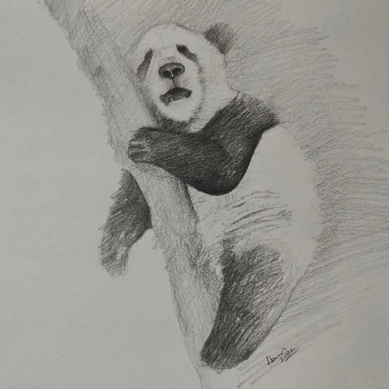Panda Drawing8